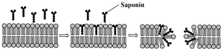 Schematische Zellmembran, Saponin-Moleküle dringen ein und lösen Porenbildung in der Lipiddoppelschicht.
